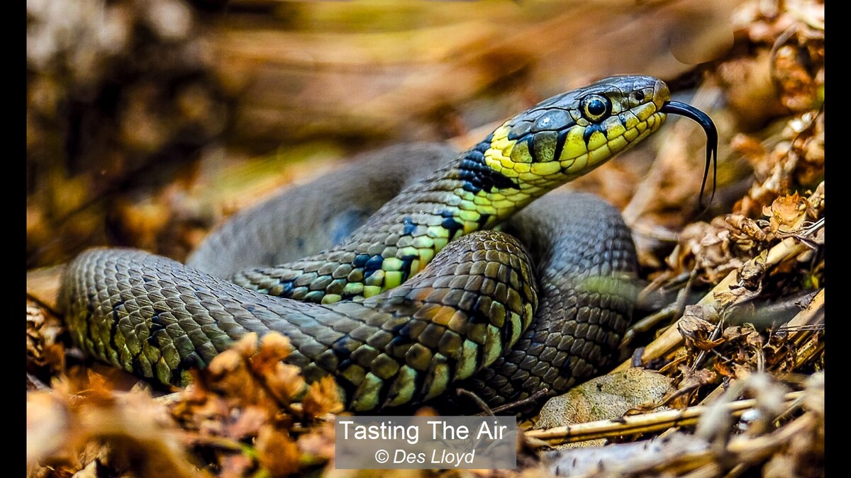 Tasting The Air